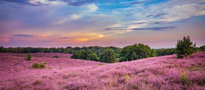 Hotels mit Hund in der Veluwe buchen