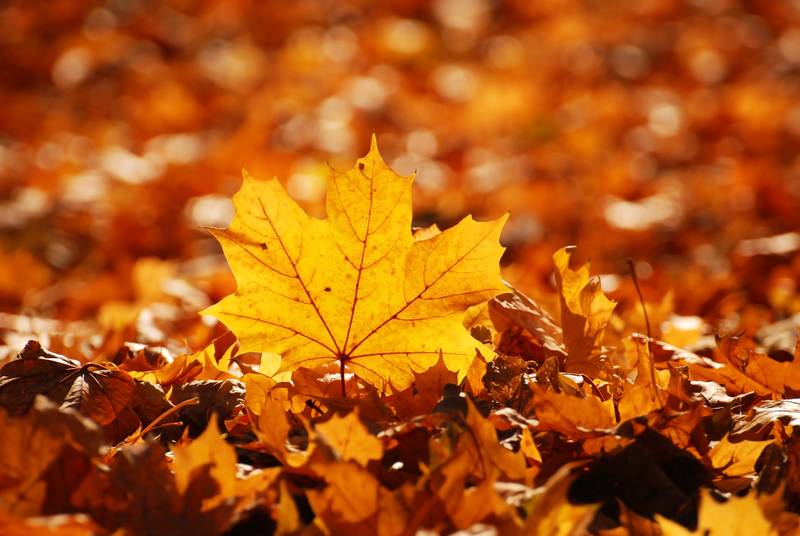 Top Deals für Ihre Herbstferien!