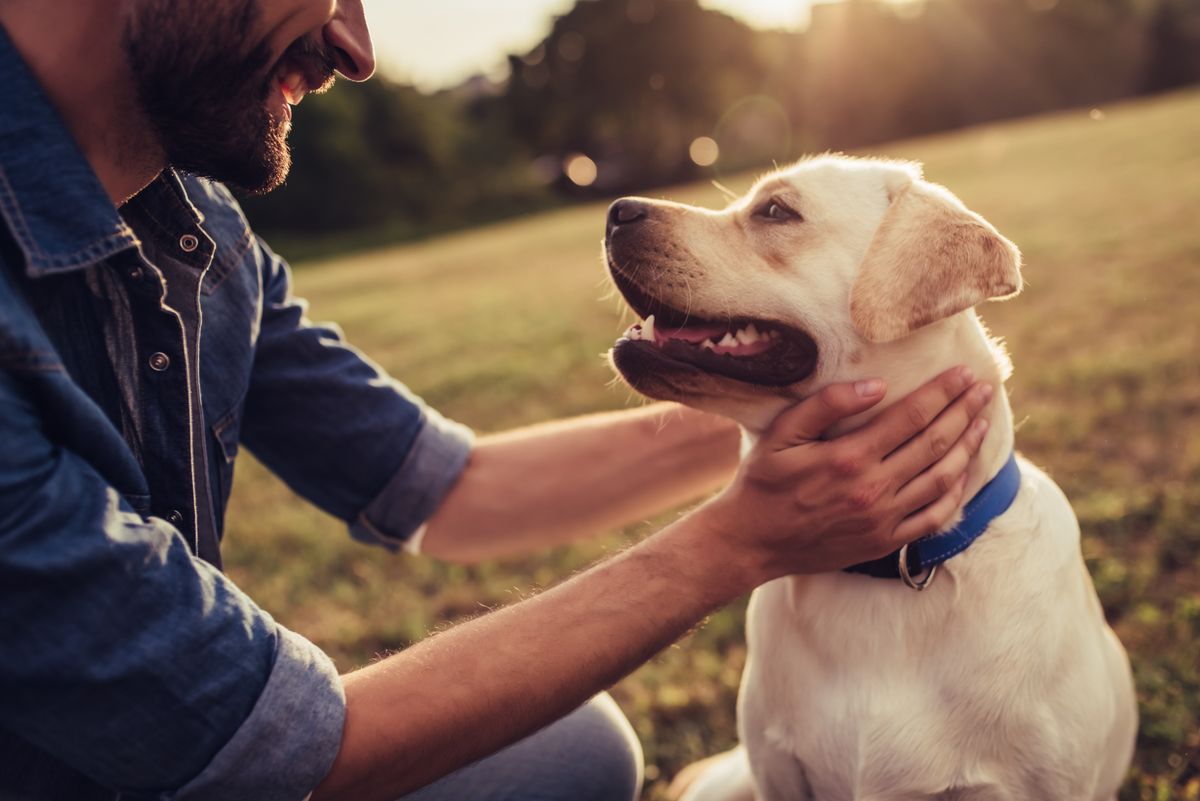 Hotels mit Hund in Schweden buchen