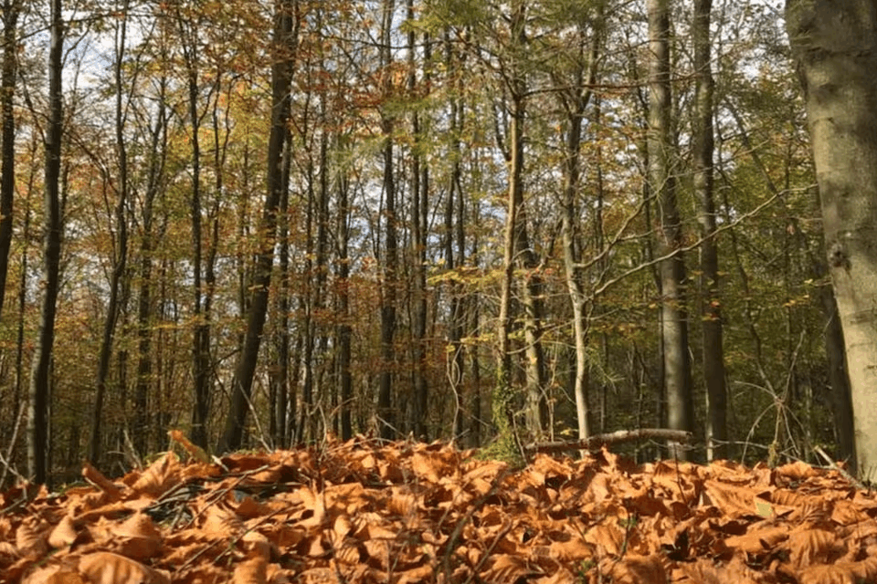 Umgebung