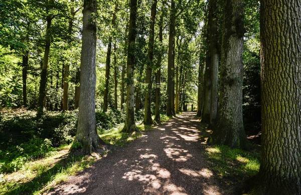 Buitenplaats de Bergse Bossen - Wellness Special - SURROUNDING